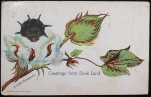 1908 USA postcard Black Americana postcard child inside cotton boll