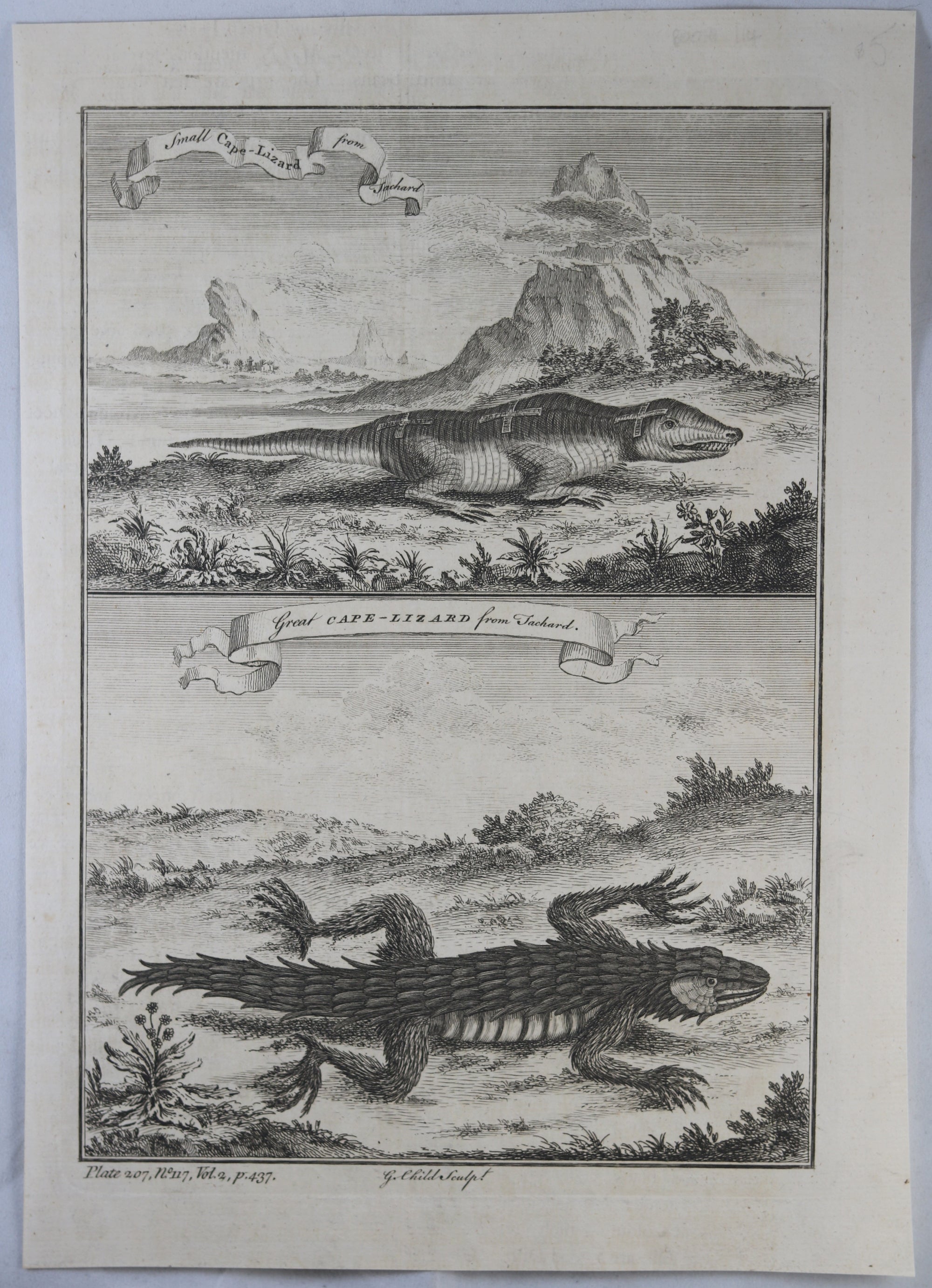 1745 engraving Small and Large Cape lizards (Africa)