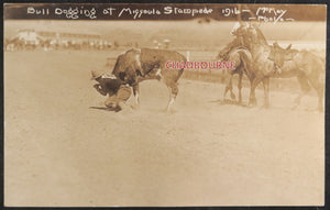 1916 USA photo postcard Missoula MT stampede 'Bull dogging'