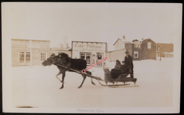 c. 1930s Canada photo postcard photo moose-drawn sleigh Senneterre PQ