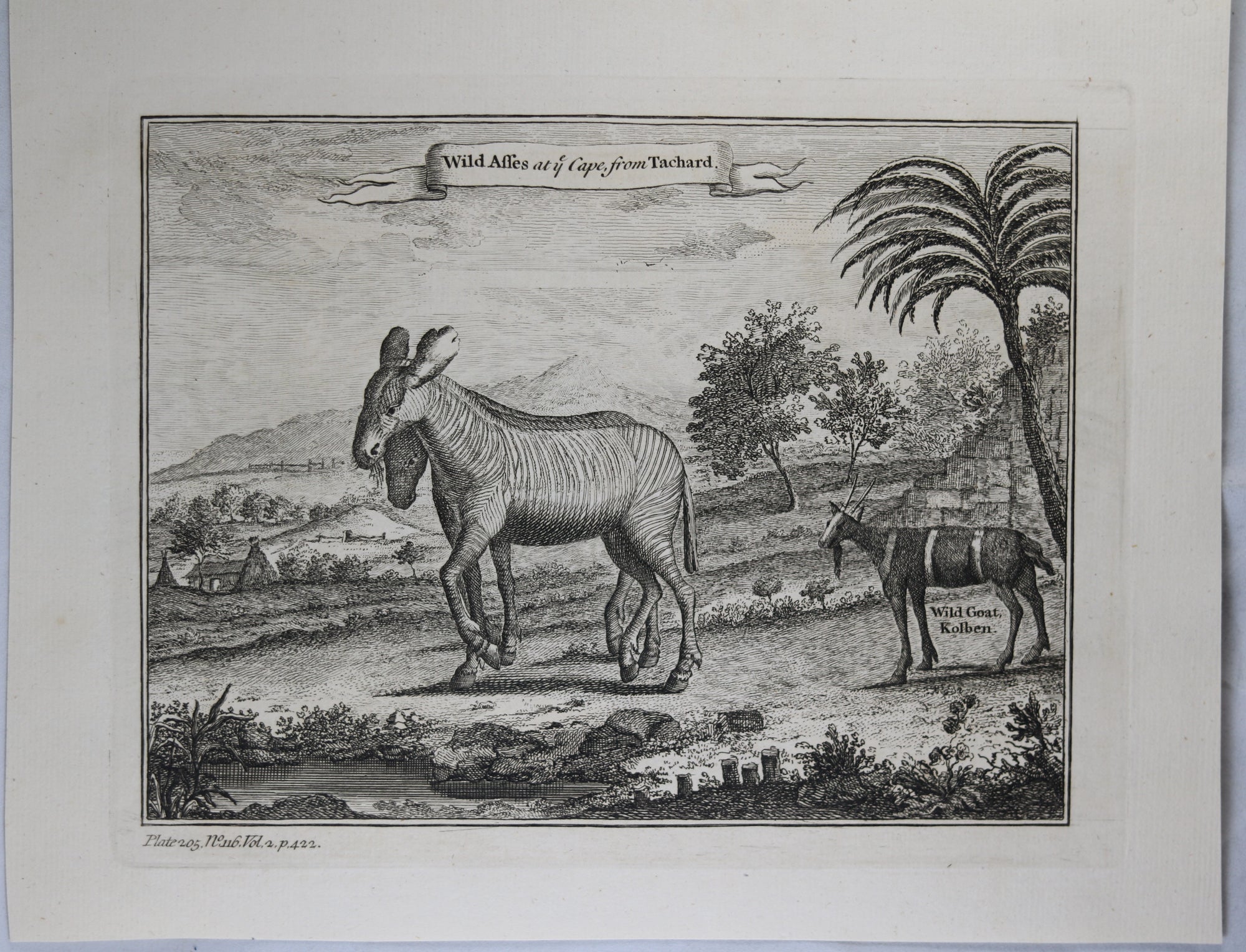 1745 engraving Wild Zebras at Cape of Good Hope (Africa)