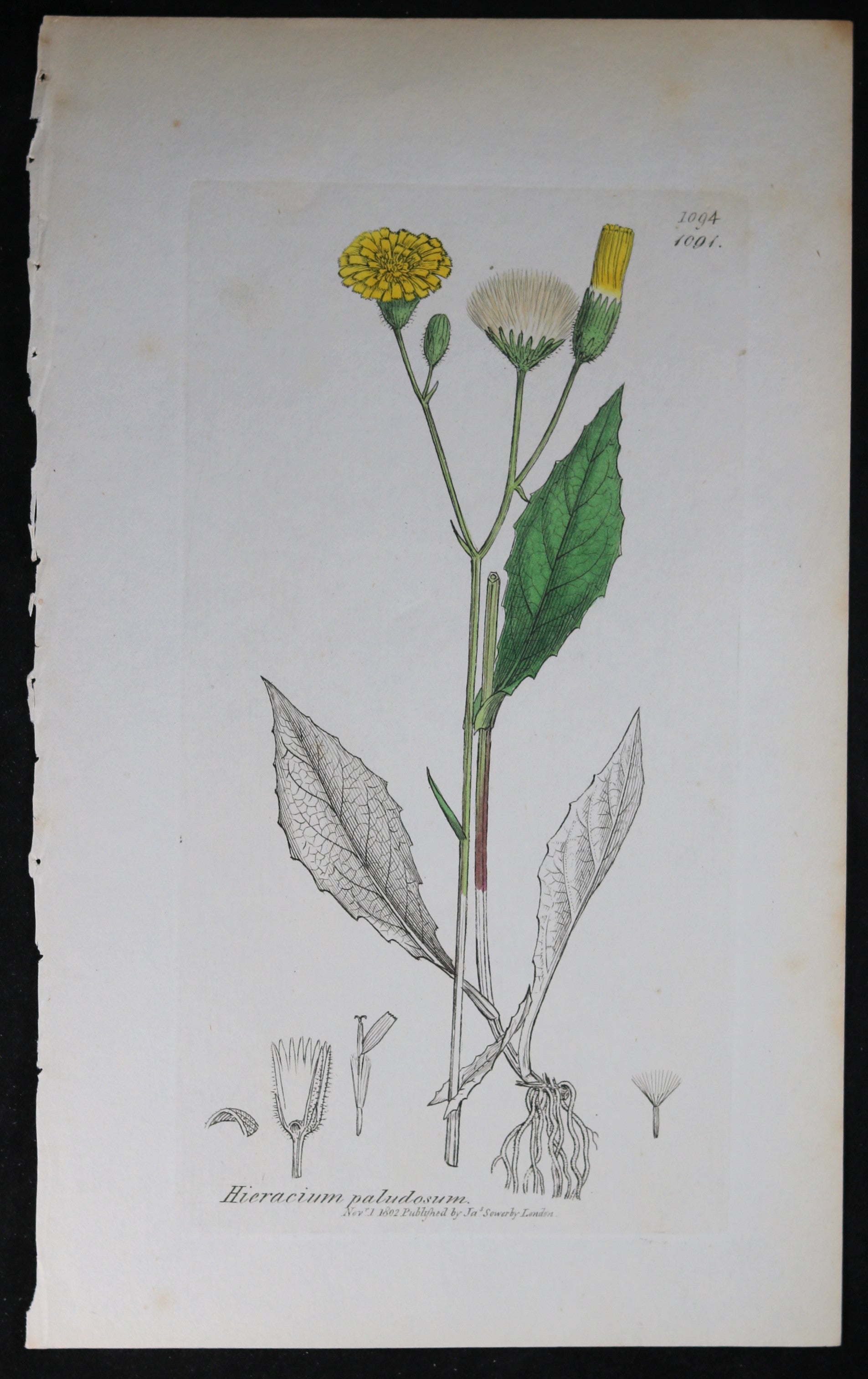 @1802 Sowerby botanical print Herb Linn