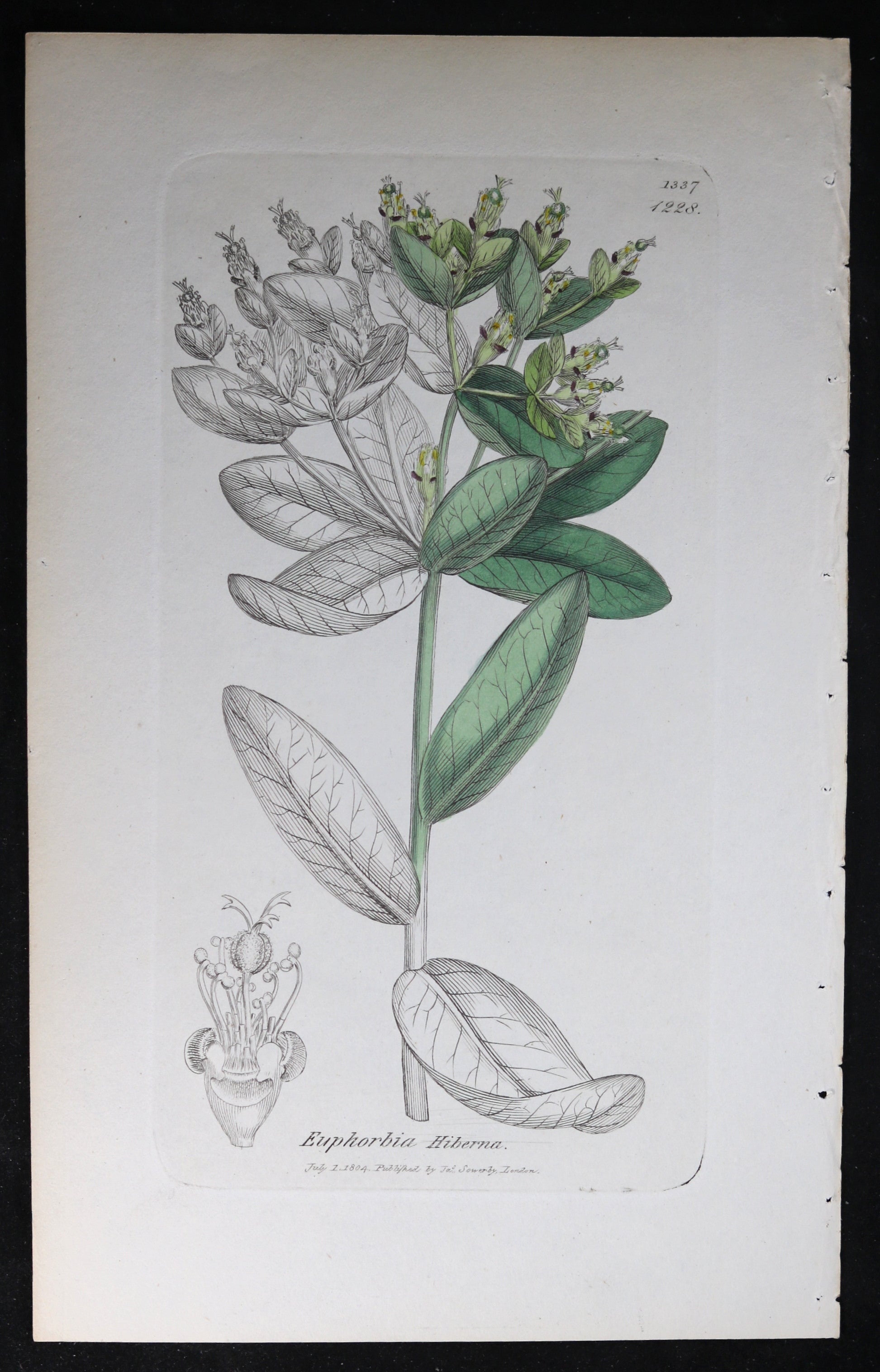 1804 Sowerby botanical print Irish Splurge