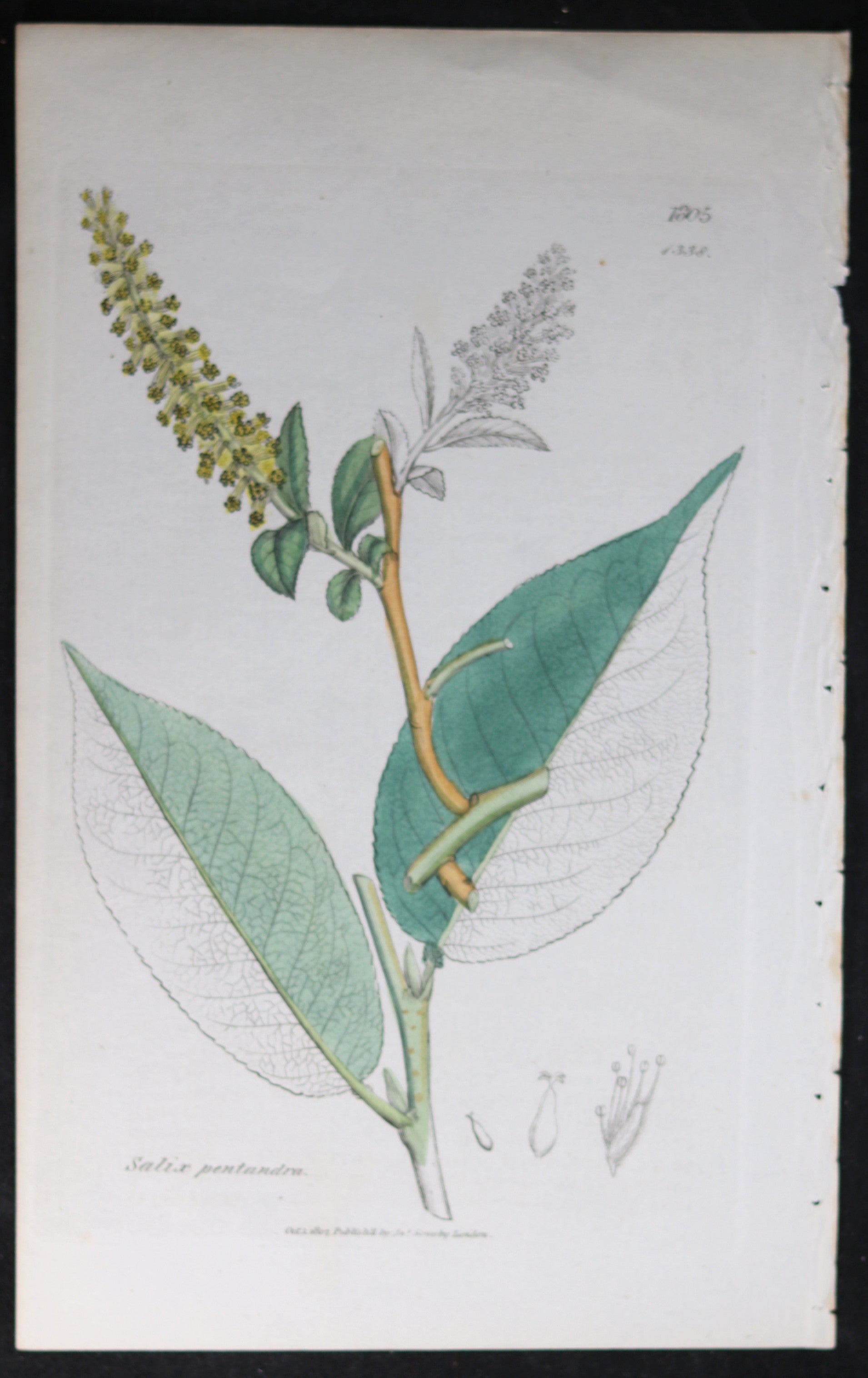@1807 Sowerby botanical print Laurel Willow