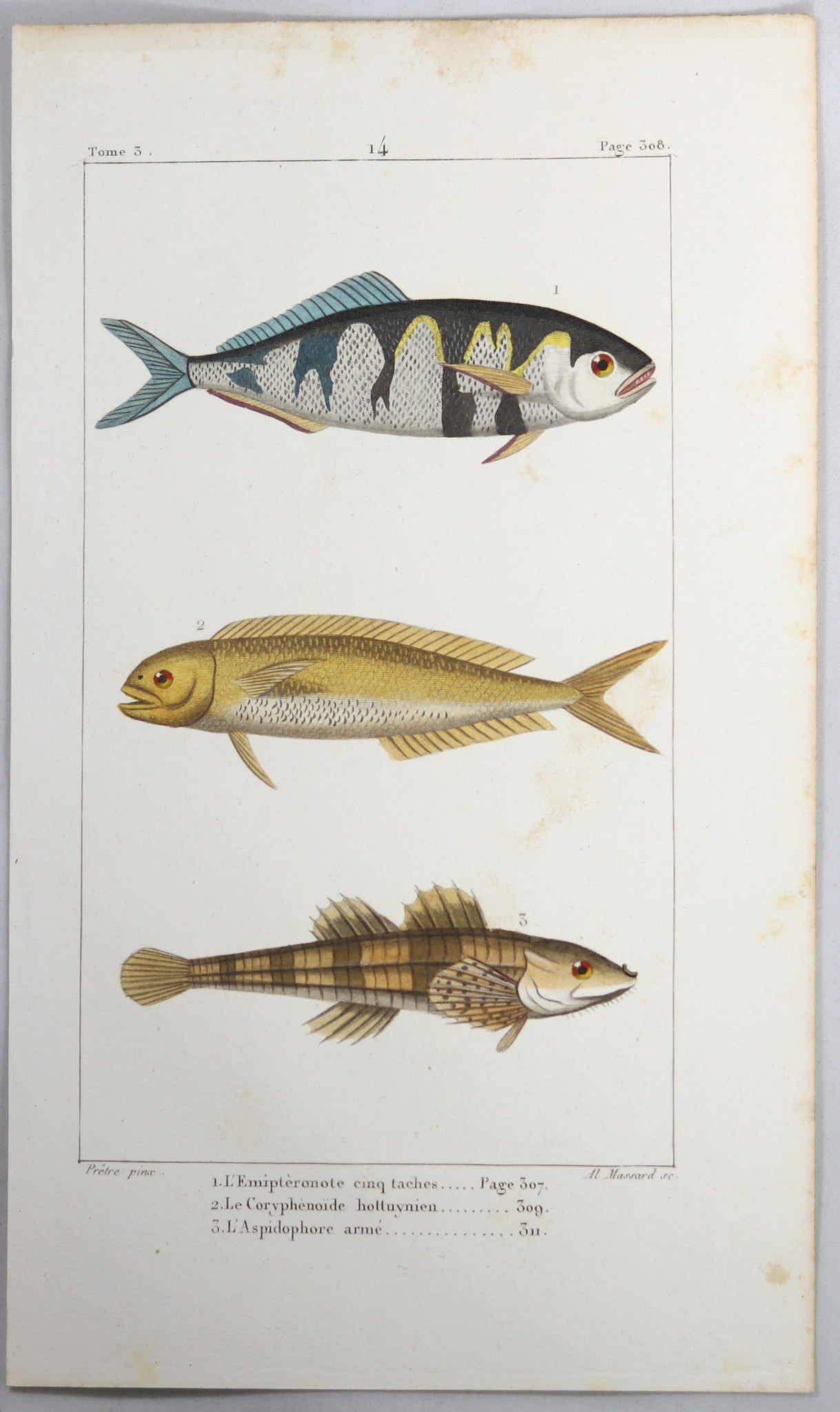 @1819 French Prêtre fish print with 3  species (Coryphaenoides..)