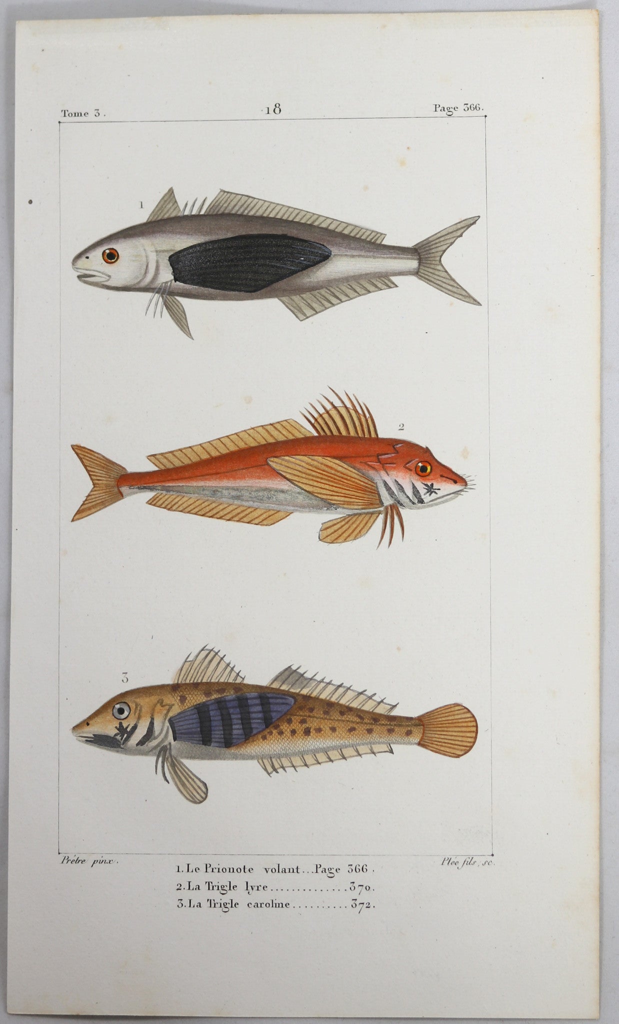 @1819 French Prêtre fish print with 3 species (Trygla..)