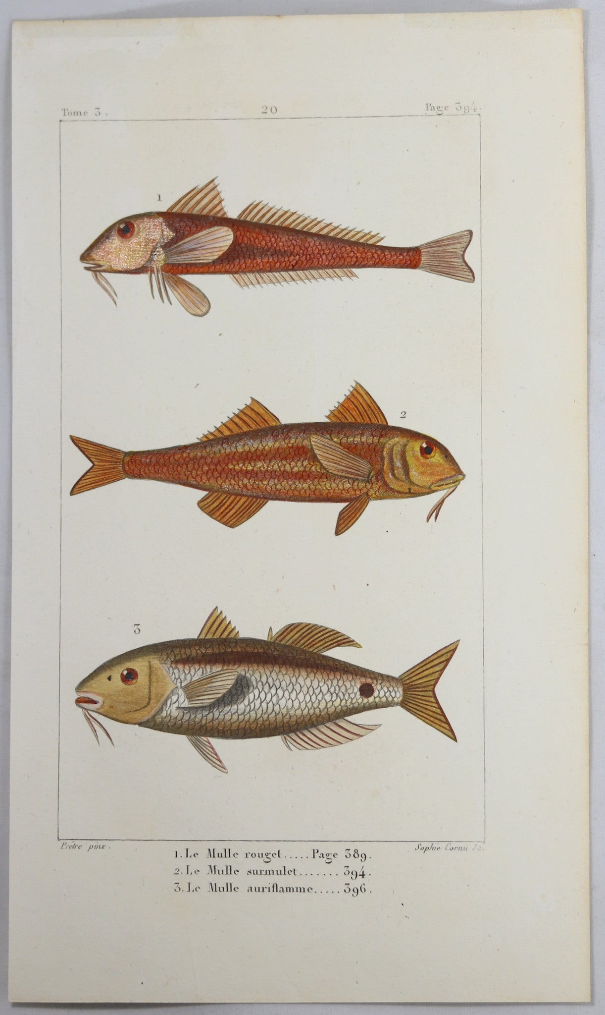 @1819 French Prêtre fish print with 3 species of mullet