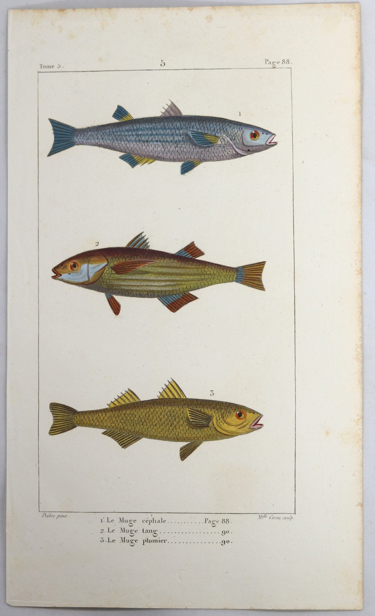 @1819 French Prêtre fish print with 3 species of mullet #2