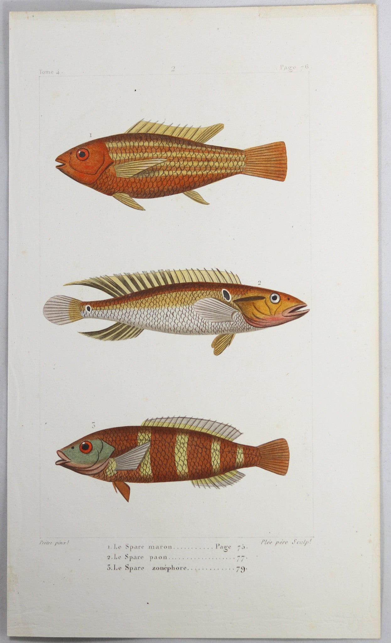 @1819 French Prêtre fish print with 3 species bream @1819 French Prêtre fish print with 3 species bream