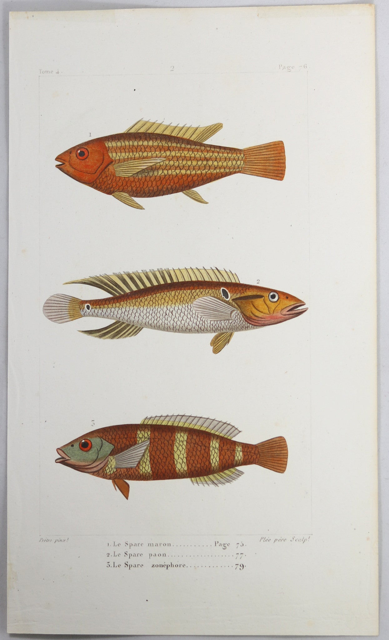 @1819 French Prêtre fish print with 3 species bream