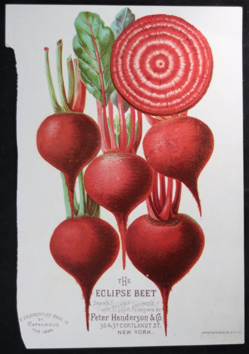 1886 print The Eclipse Beet from Henderson’s catalogue (New York)