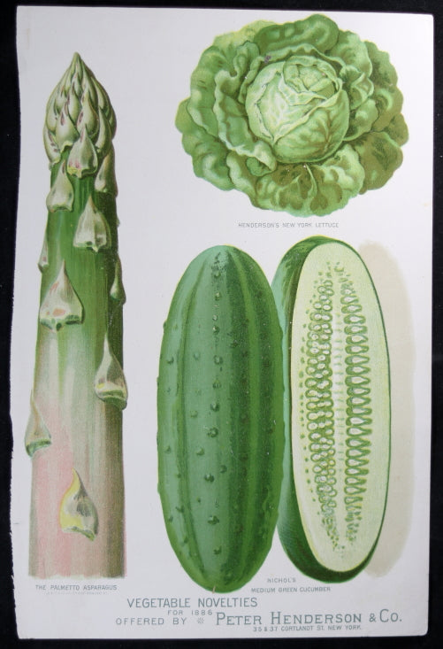 1886 print green vegetable from Henderson’s catalogue (New York)