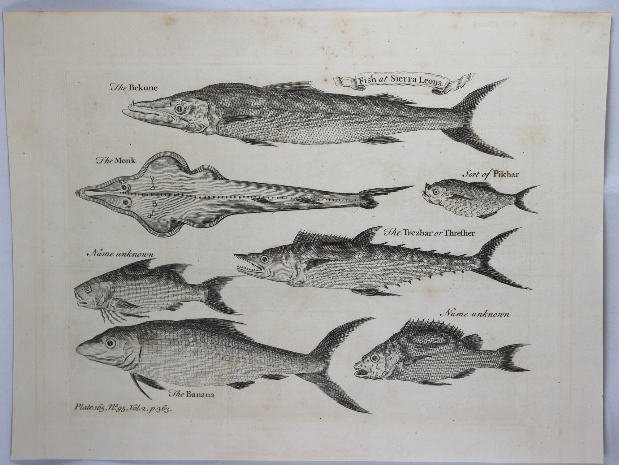 18th century print ‘Fish at Sierra Leona’ @1753