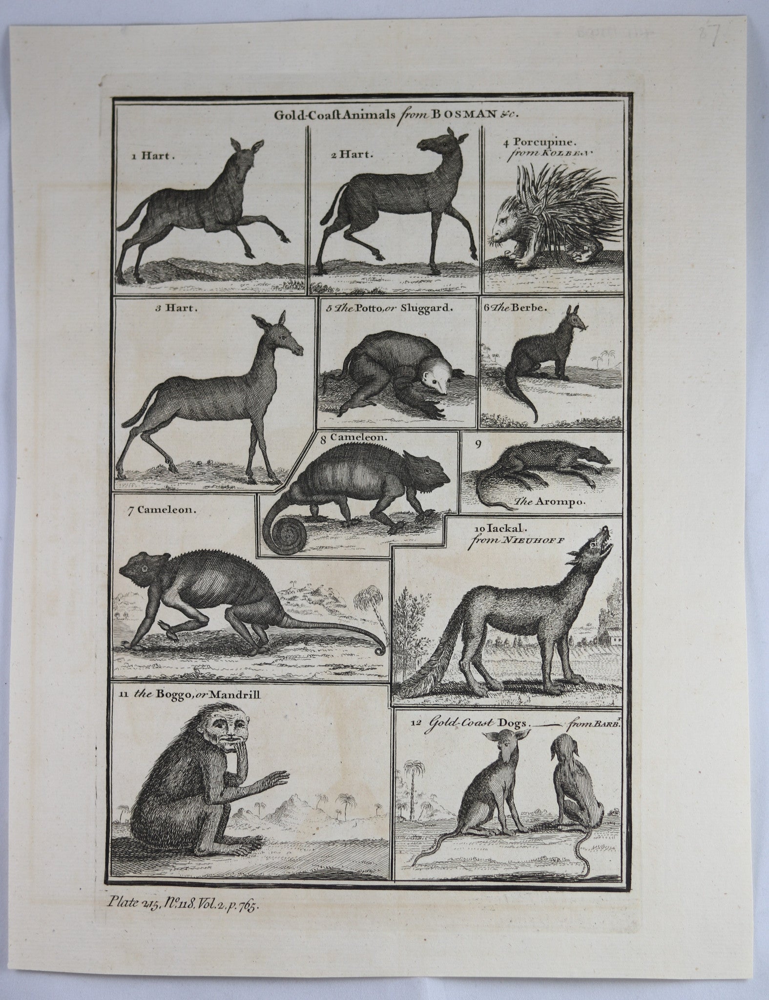 18th century print ‘Gold-Coast Animals from BOSMAN &c” @1753