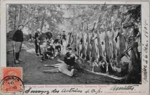 1904 photo postcard of deer hunt Nipissing Ontario