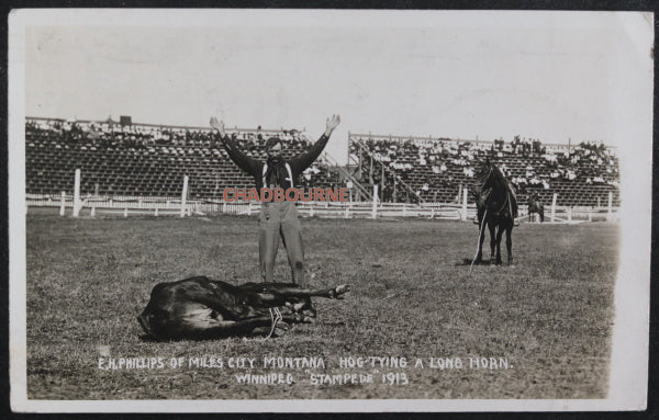 1913 Canada photo postcard cowboy hog tying steer Winnipeg Stampede