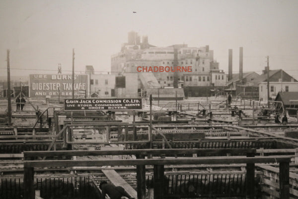 Canada Alberta large photo of Calgary stockyards pre-1930