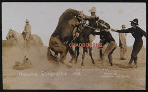 Canada photo postcard trying saddle wild horse Winnipeg Stampede 1913