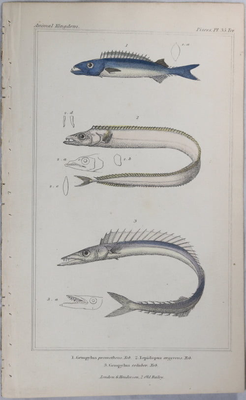Engraving of three fish from Cuvier’s ‘Animal Kingdom (1834-7) #10