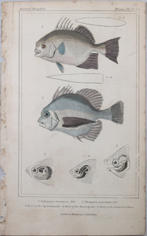 Engraving of three fish from Cuvier’s ‘Animal Kingdom (1834-7) #11