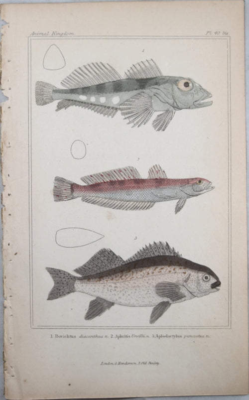 Engraving of three fish from Cuvier’s ‘Animal Kingdom (1834-7) #12