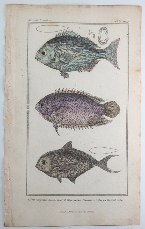 Engraving of three fish from Cuvier’s ‘Animal Kingdom (1834-7) #13
