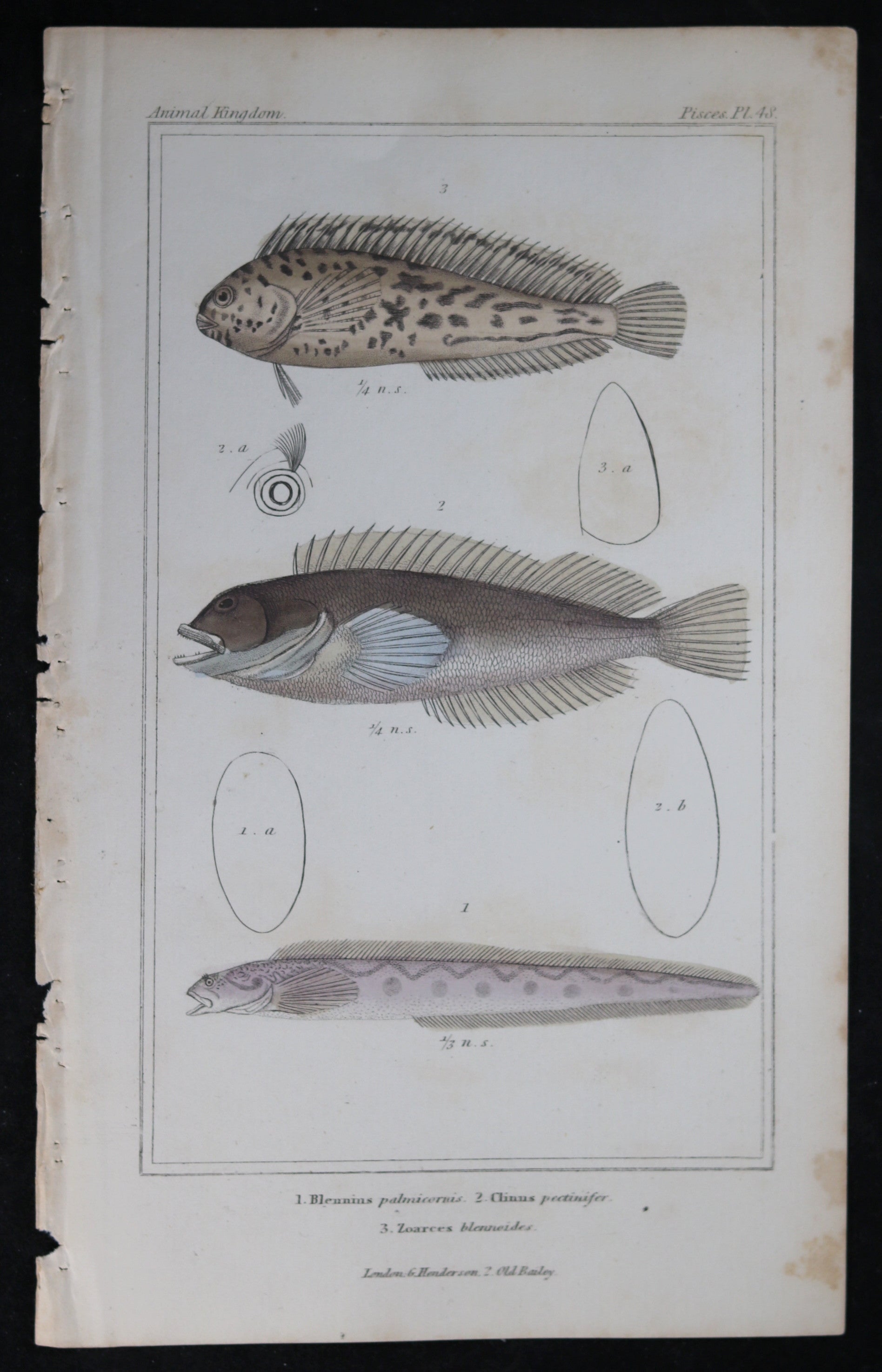 Engraving of three fish from Cuvier’s ‘Animal Kingdom (1834-7) #1