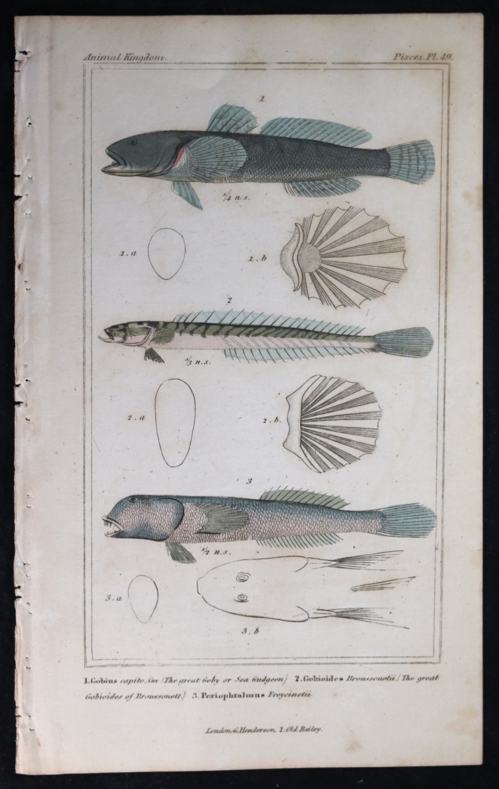 Engraving of three fish from Cuvier’s ‘Animal Kingdom (1834-7) #2
