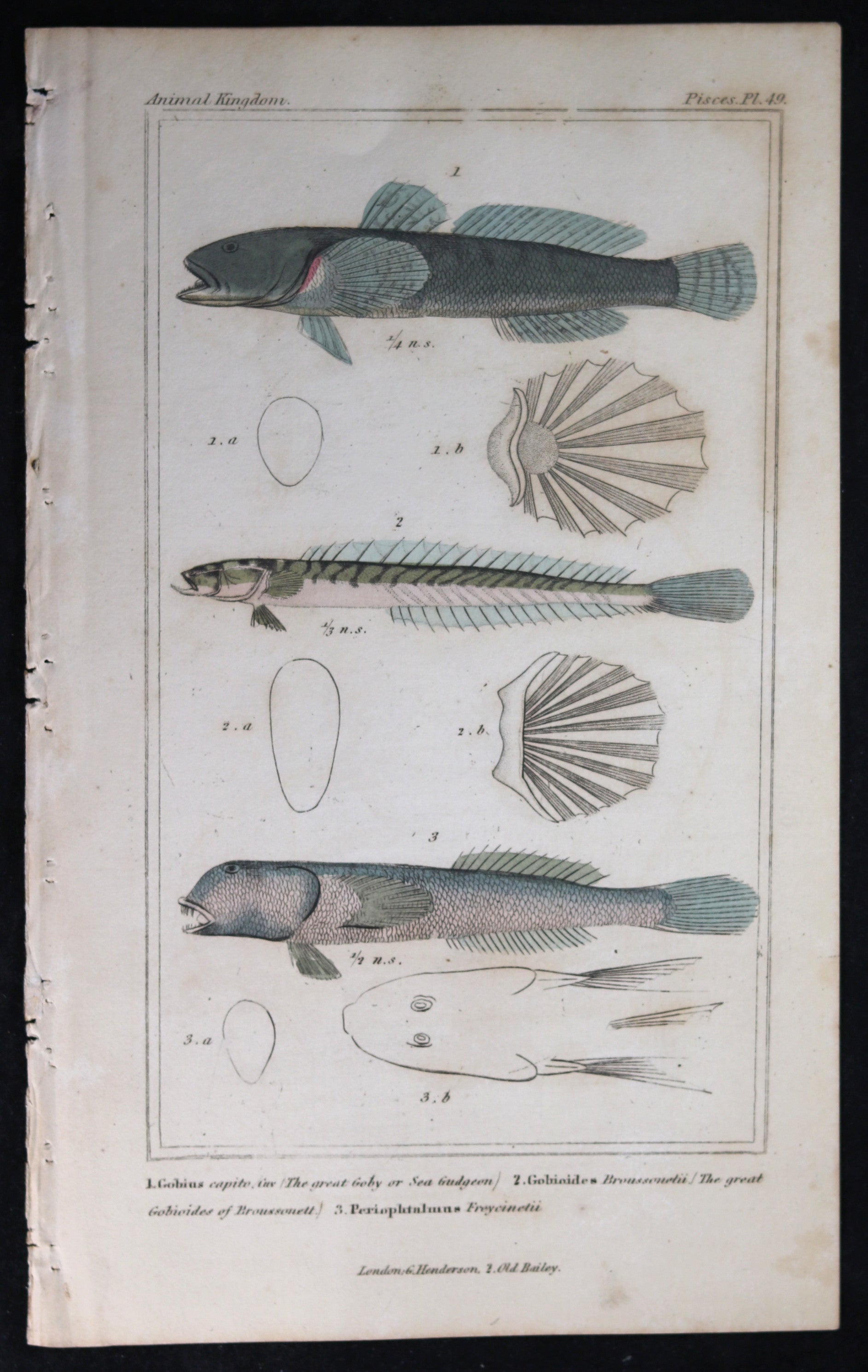 Engraving of three fish from Cuvier’s ‘Animal Kingdom (1834-7) #2