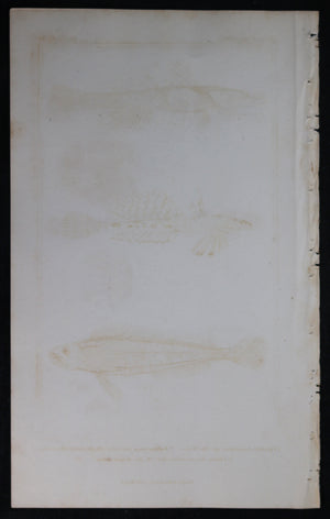 Engraving of three fish from Cuvier’s ‘Animal Kingdom (1834-7) #2
