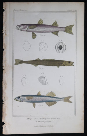Engraving of three fish from Cuvier’s ‘Animal Kingdom (1834-7) #3