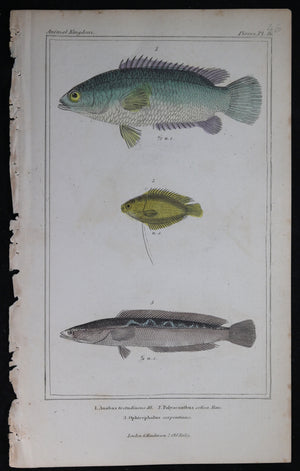 Engraving of three fish from Cuvier’s ‘Animal Kingdom (1834-7) #4
