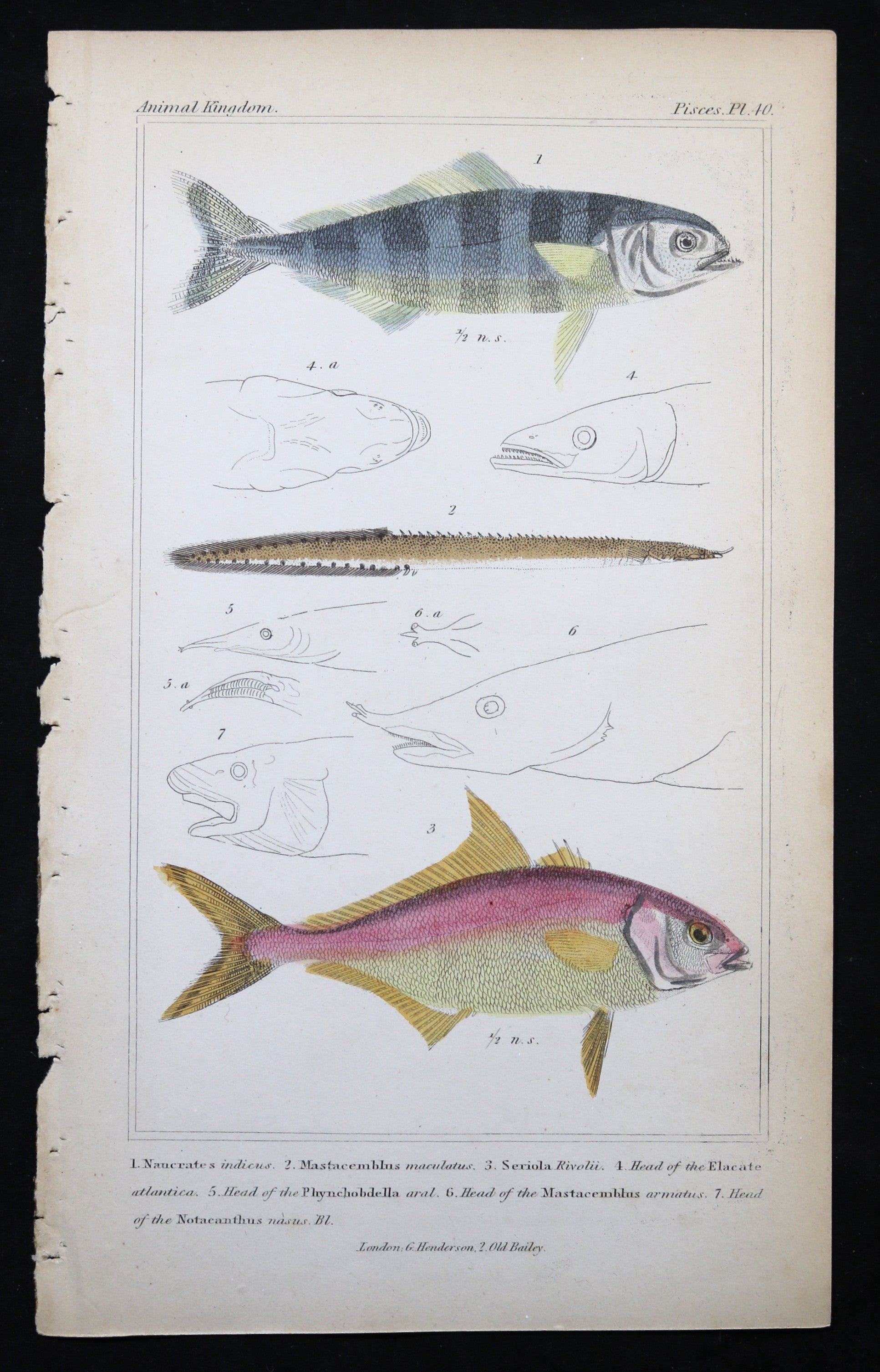 Engraving of three fish from Cuvier’s ‘Animal Kingdom (1834-7) #7