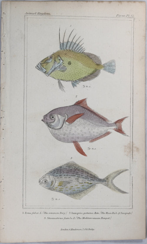 Engraving of three fish from Cuvier’s ‘Animal Kingdom (1834-7) #9