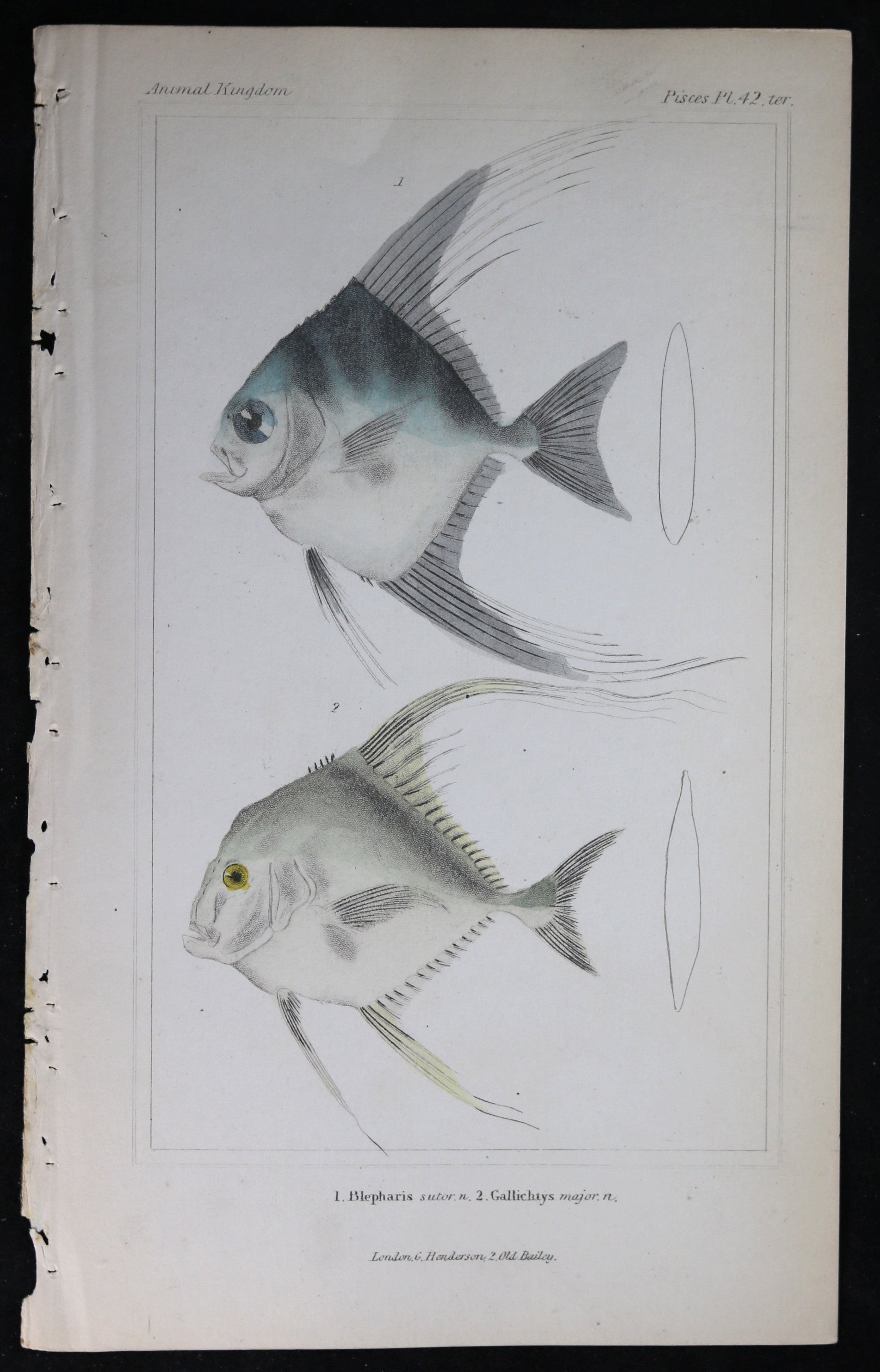 Engraving of two fish from Cuvier’s ‘Animal Kingdom (1834-7) #5