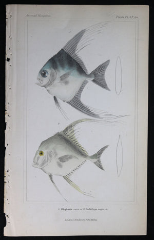 Engraving of two fish from Cuvier’s ‘Animal Kingdom (1834-7) #5