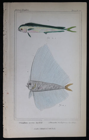 Engraving of two fish from Cuvier’s ‘Animal Kingdom (1834-7) #6