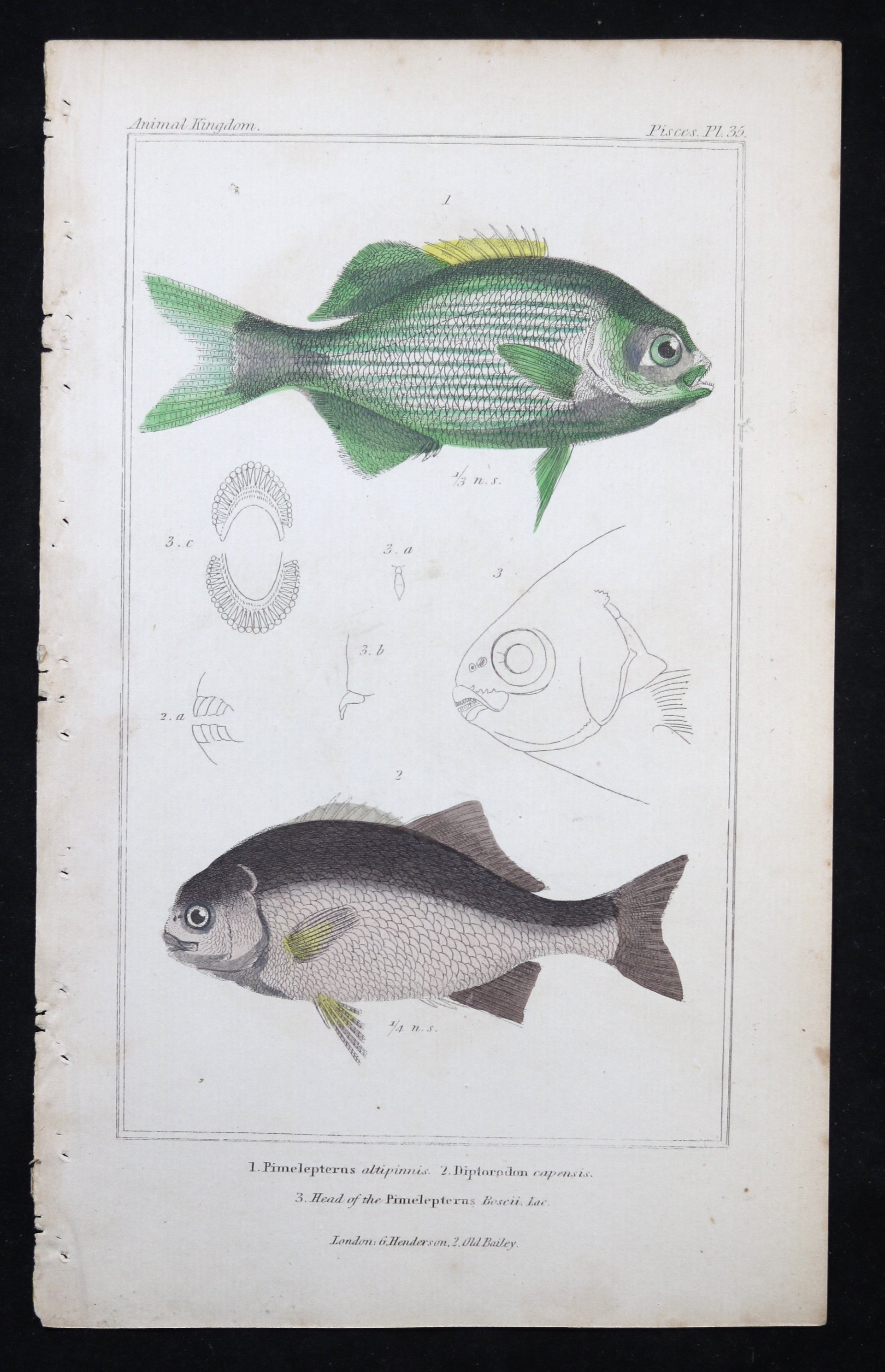 Engraving of two fish from Cuvier’s ‘Animal Kingdom (1834-7) #8