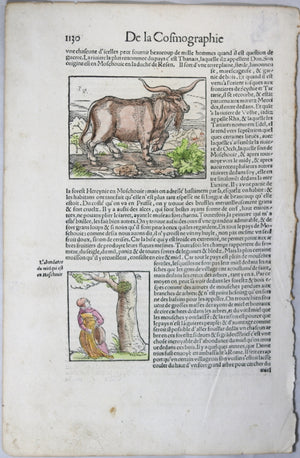 Illustrated page Munster’s De la Cosmographie Universelle c. 1552 #1
