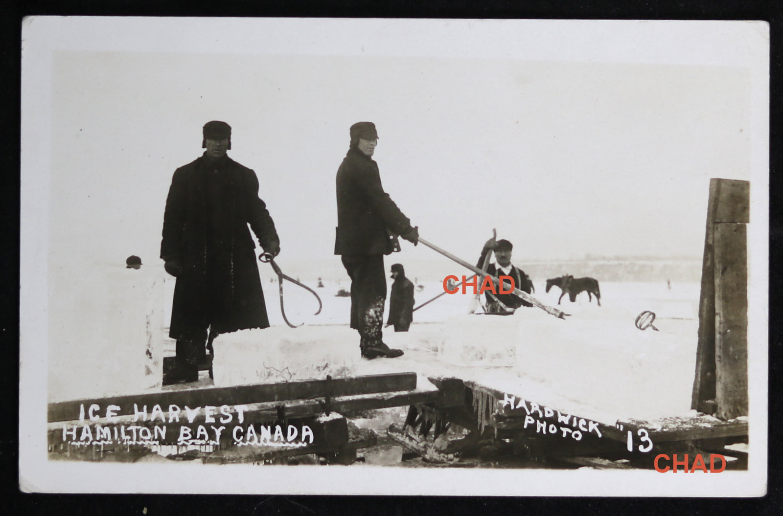 Lot of 3 photo postcards – ice harvesting Hamilton Bay Canada