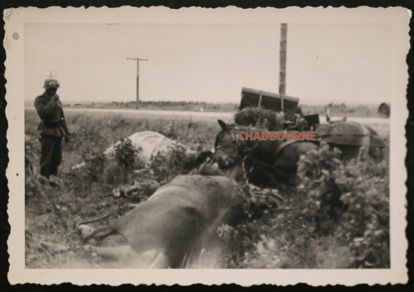 Photo chevaux tués durant blitzkrieg proche Château-Gontier France 1940