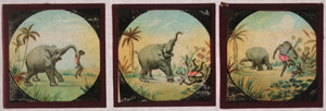 Set 12 French magic lantern slides “The Elephant’s Revenge’ late 1800s