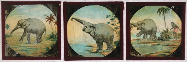 Set 12 French magic lantern slides “The Elephant’s Revenge’ late 1800s