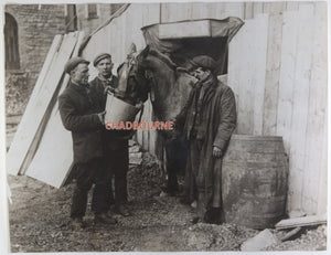 UK collection 10 photos of coal mining pit ponies c.1930