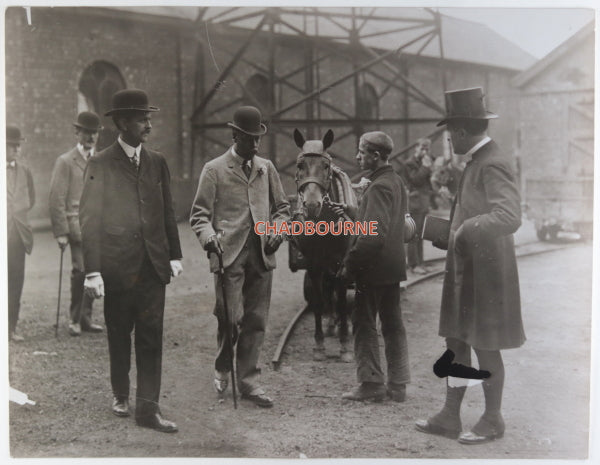 UK collection 10 photos of coal mining pit ponies c.1930