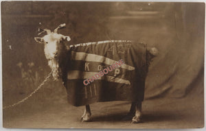 USA photo postcard goat mascot K of P Lodge #427 Acme PA c.1910s